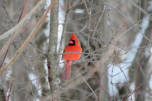 Northern Cardinal (Cardinalis cardinalis), photo 2