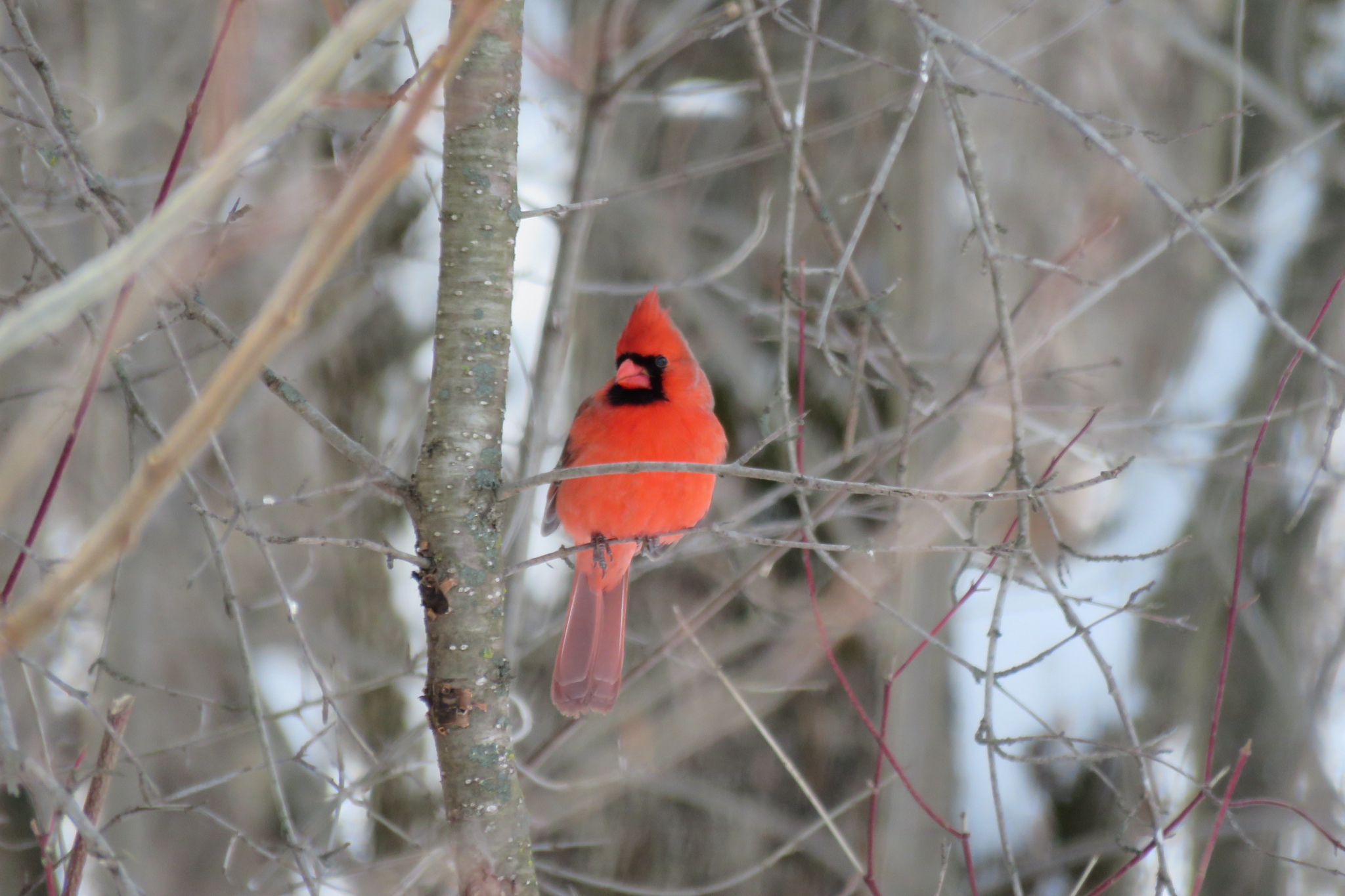 Northern Cardinal (Cardinalis cardinalis), photo 2