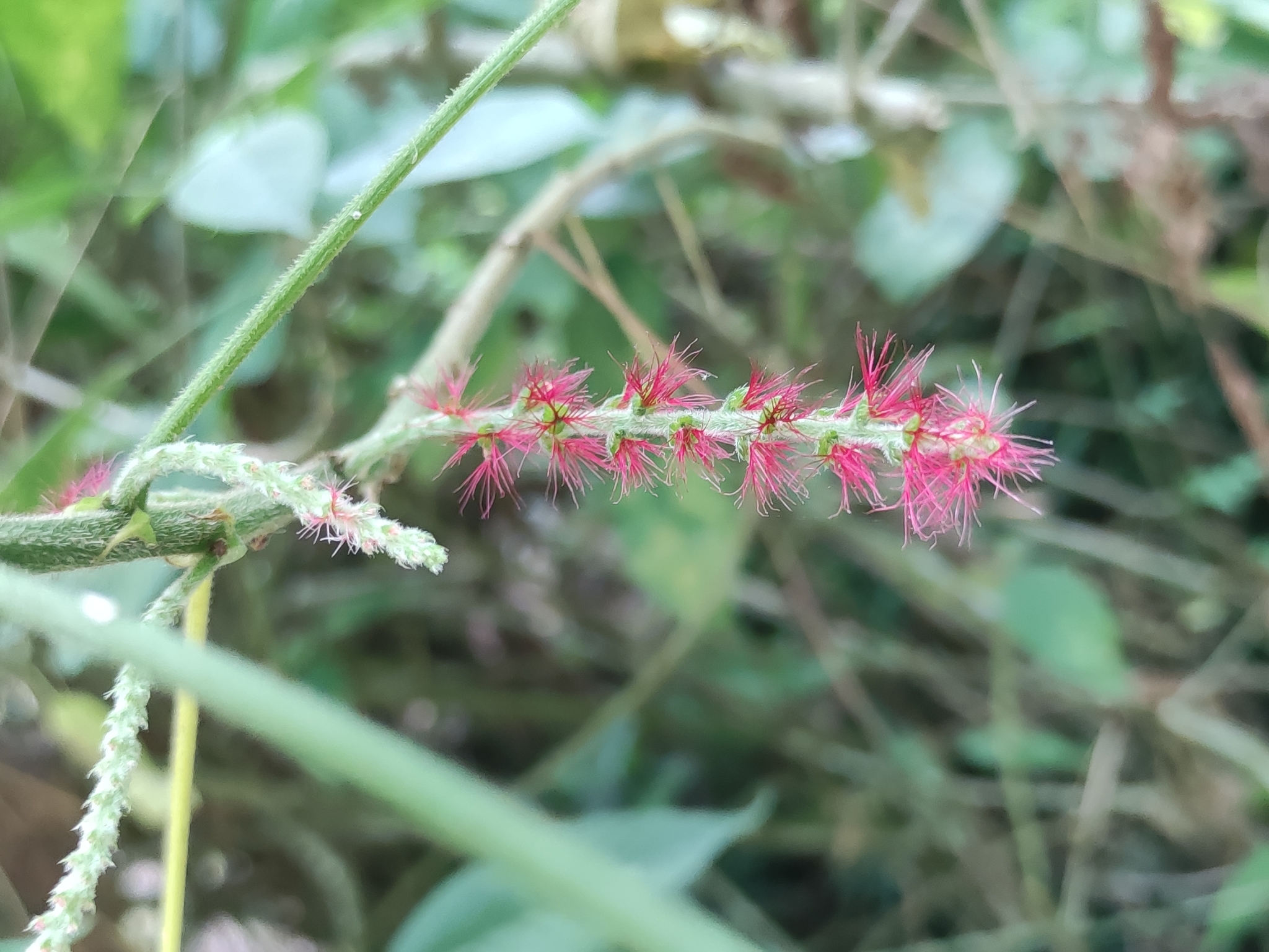 Acalypha macrostachya Jacq. 3