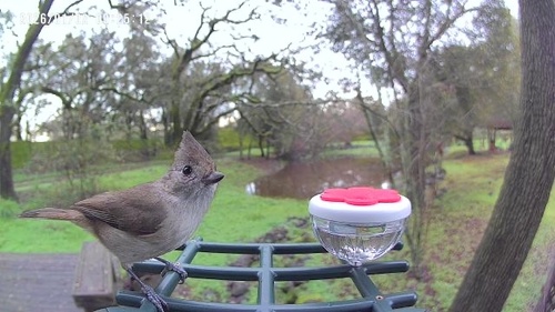Oak Titmouse (Baeolophus inornatus)
