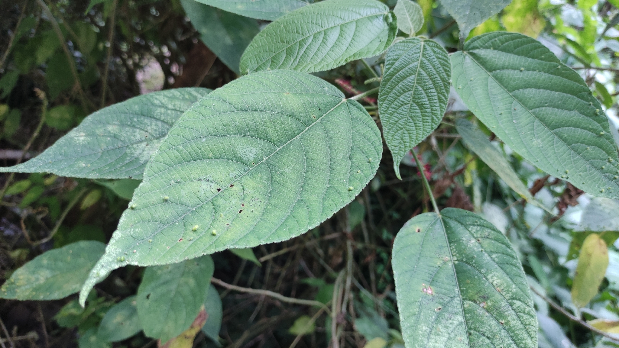 Acalypha macrostachya Jacq. 4