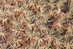 Acantholimon