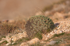 Acantholimon
