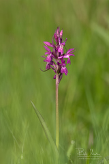 Dactylorhiza traunsteineri