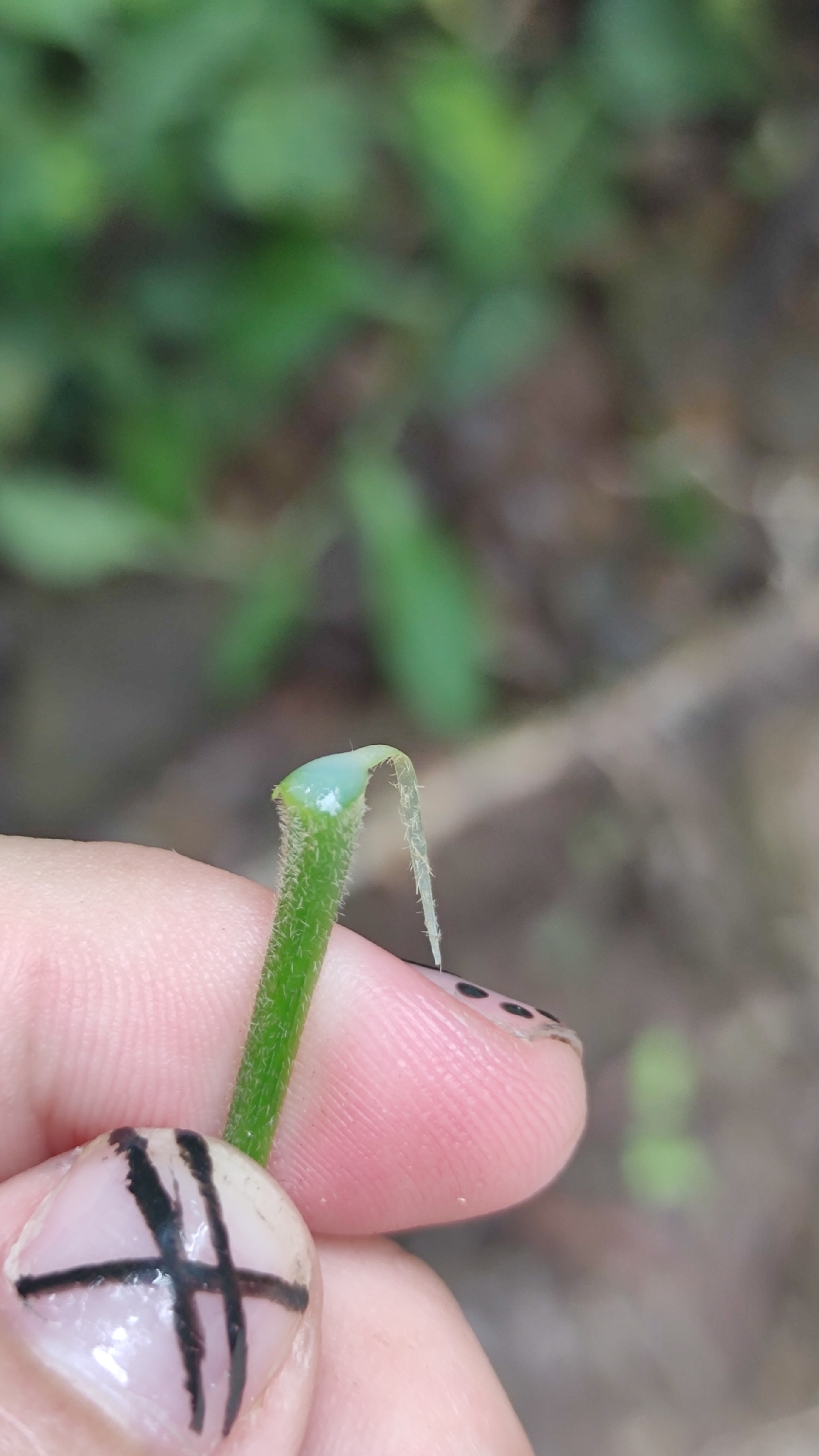 Acalypha macrostachya Jacq. 5