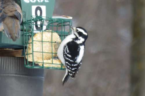 Hairy Woodpecker (Leuconotopicus villosus), photo 9
