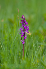 Dactylorhiza traunsteineri