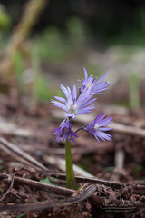 Soldanella montana