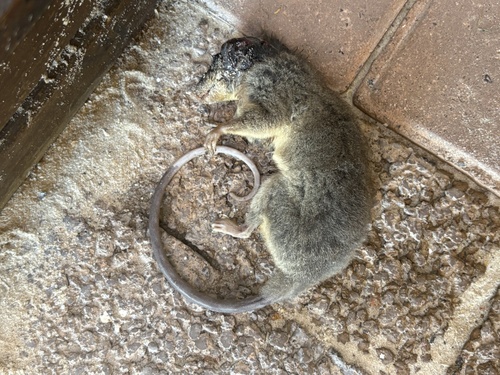 South-eastern Woolly Mouse Opossum