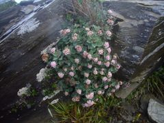 Spiraea morrisonicola