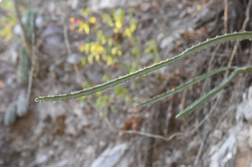 Acanthocereus cuixmalensis, photograph 5