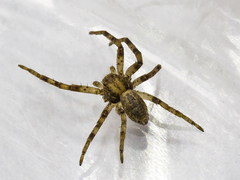 Philodromus buxi