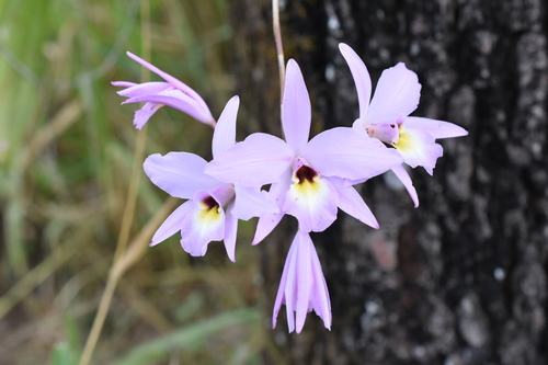 Orchid (Laelia rubescens)