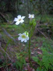 Primula miyabeana