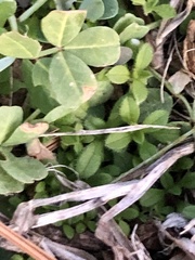 Veronica serpyllifolia