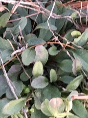 Veronica serpyllifolia
