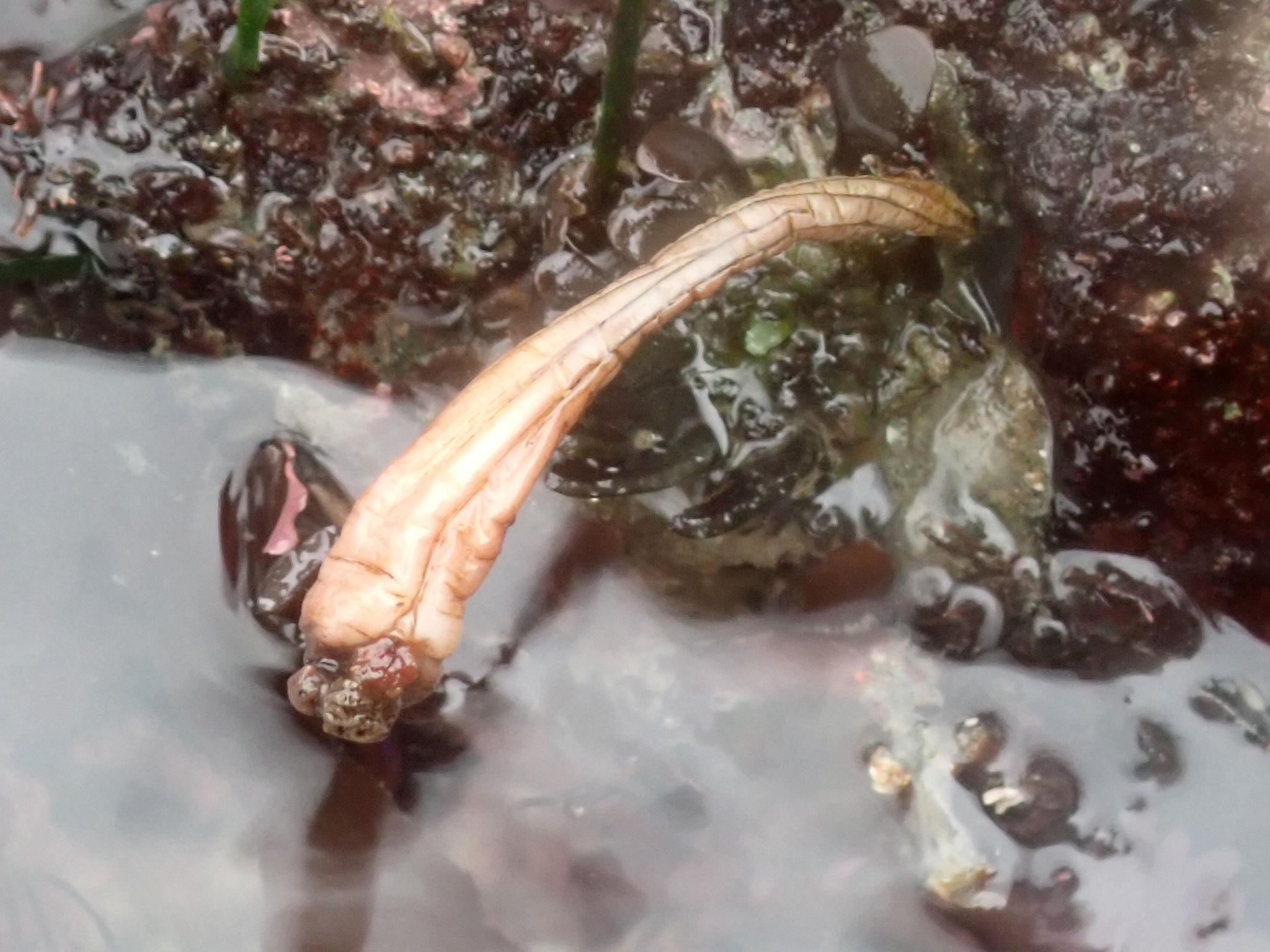 Styela montereyensis (Dall, 1872)