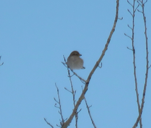 Northern Shrike (Lanius borealis), photo 4
