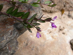 Polygala japonica