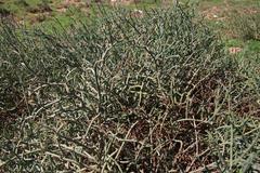 Mesembryanthemum junceum