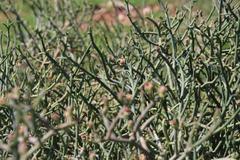 Mesembryanthemum junceum