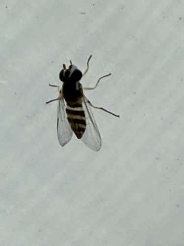 Unknown species found near Veterans Oasis Park, Chandler, AZ, US