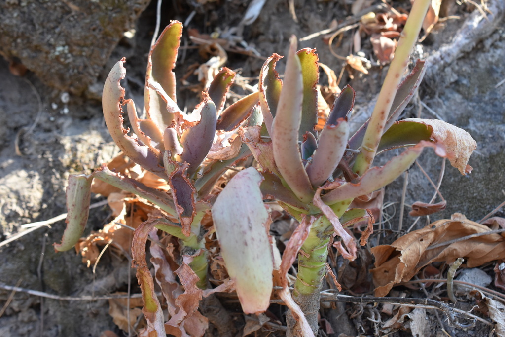 Echeveria rulfiana, Tolimán, Jal., México