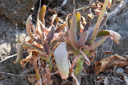 Echeveria rulfiana