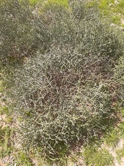 Mesembryanthemum junceum