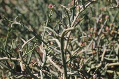 Mesembryanthemum junceum