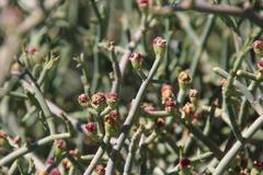 Mesembryanthemum junceum