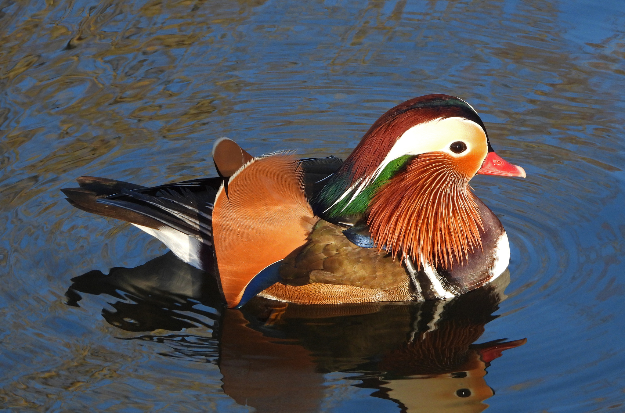 Aix galericulata (Linnaeus, 1758)
