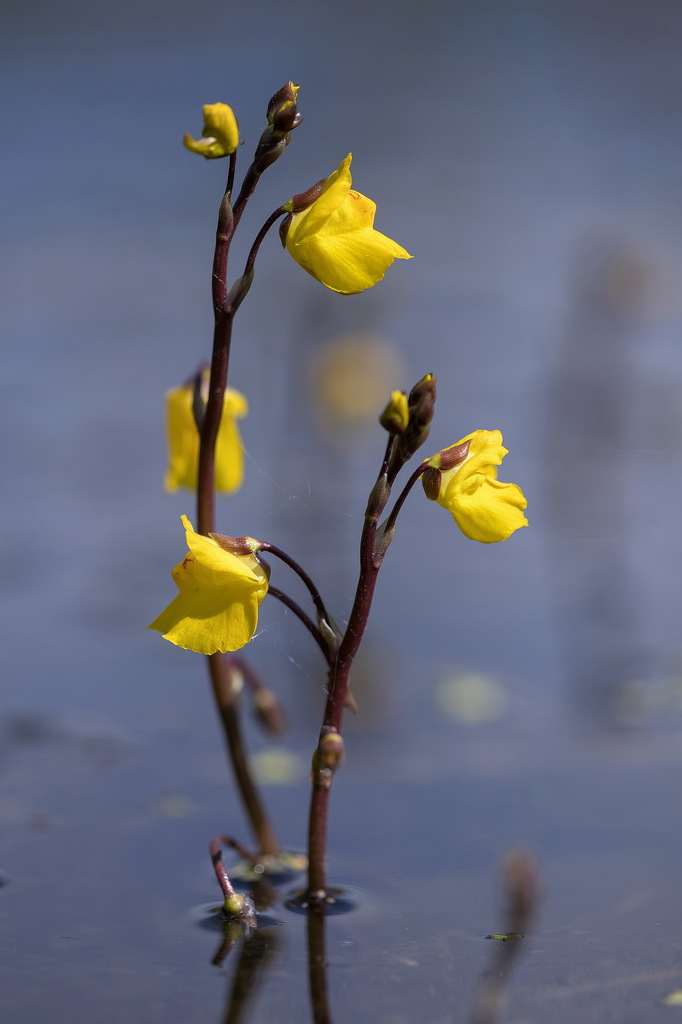 Utricularia