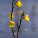Utricularia - Photo (c) Александр Корепанов, osa oikeuksista pidätetään (CC BY-NC), lähettänyt Александр Корепанов