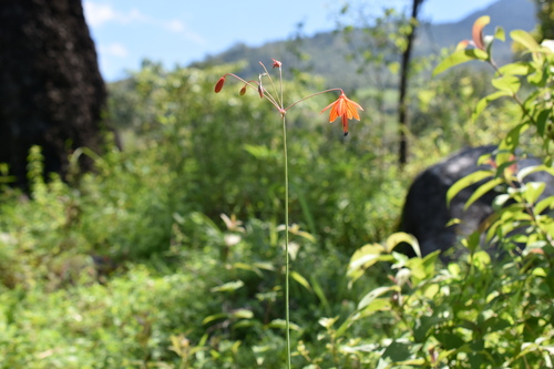 Coral-drops (Bessera elegans)