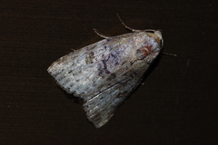 Bryophilina mollicula
