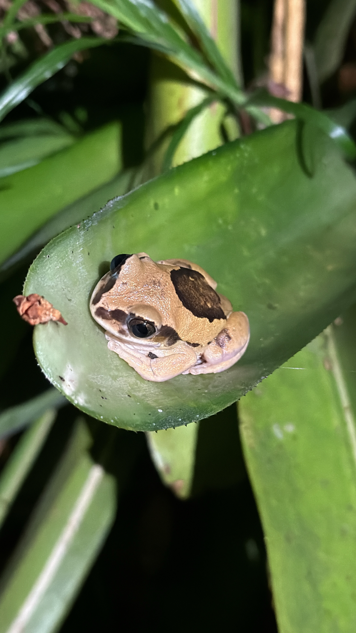 Leptopelis mossambicus Poynton, 1985