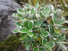 Macrolearia colensoi