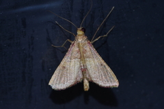 Endotricha olivacealis