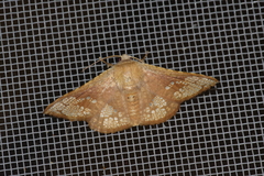 Canaea ryukyuensis