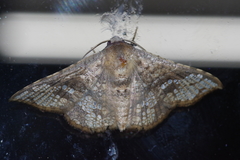 Canaea ryukyuensis