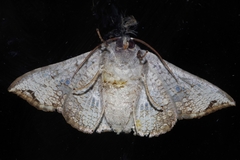 Canaea ryukyuensis