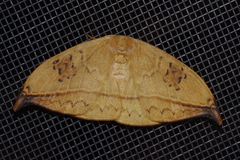 Callidrepana hirayamai