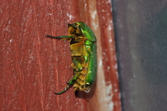 Protaetia exasperata