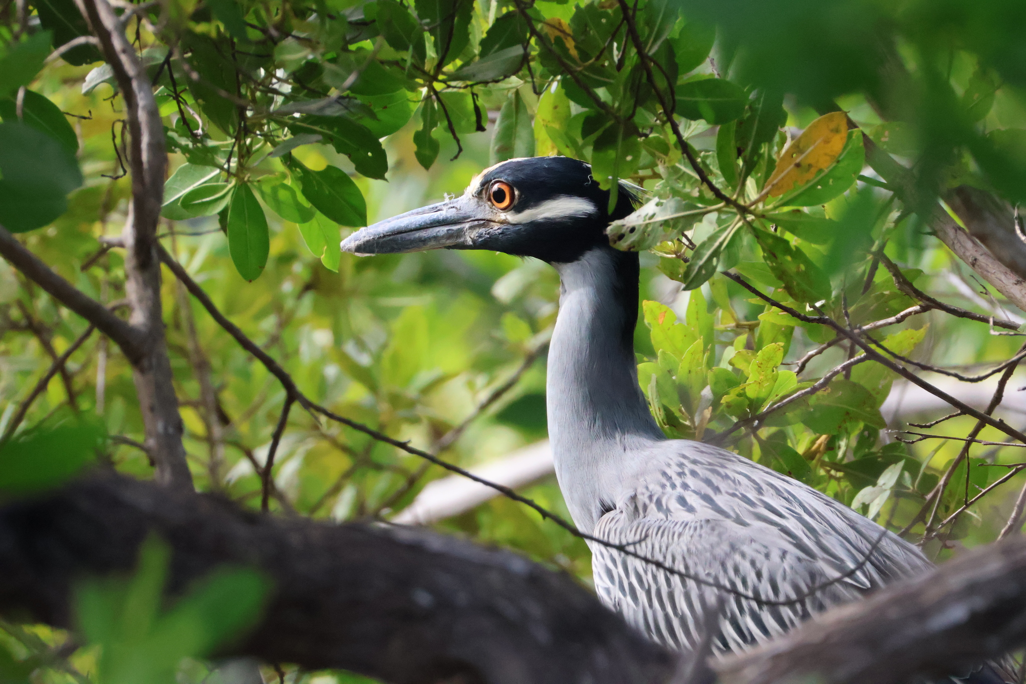 Yellow-Crowned Night-Heron in Sarasota, FL - Slide 5
