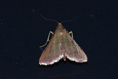 Endotricha minialis