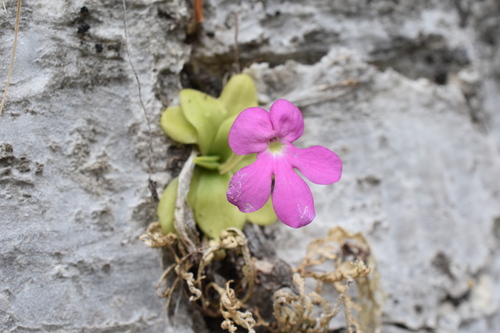 Pinguicula colimensis