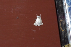 Macrobarasa xantholopha