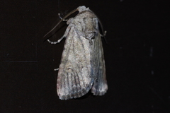 Spodoptera pecten