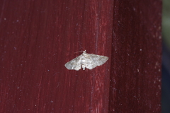 Eupithecia kuroshio